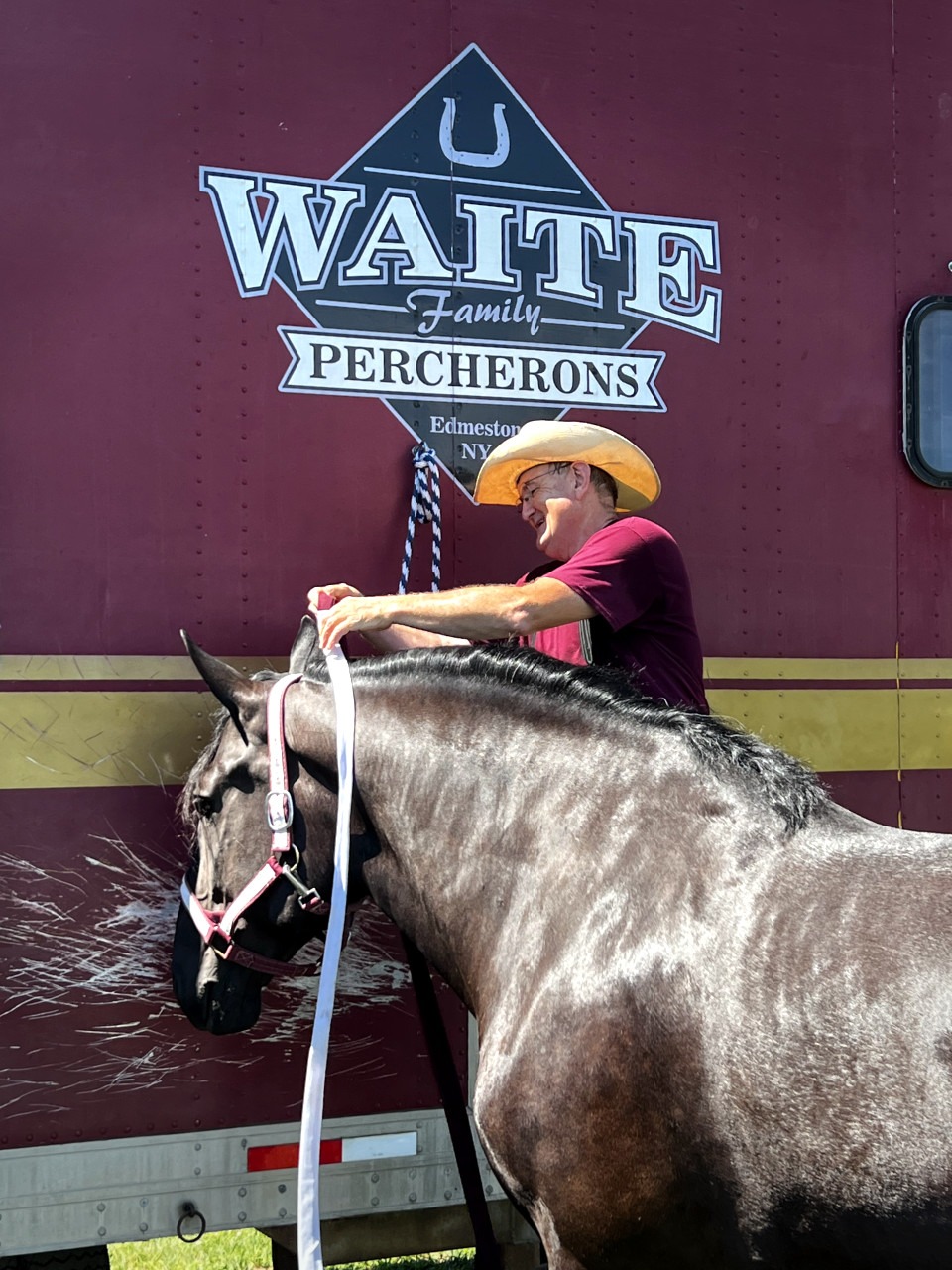 Percheron Braiding