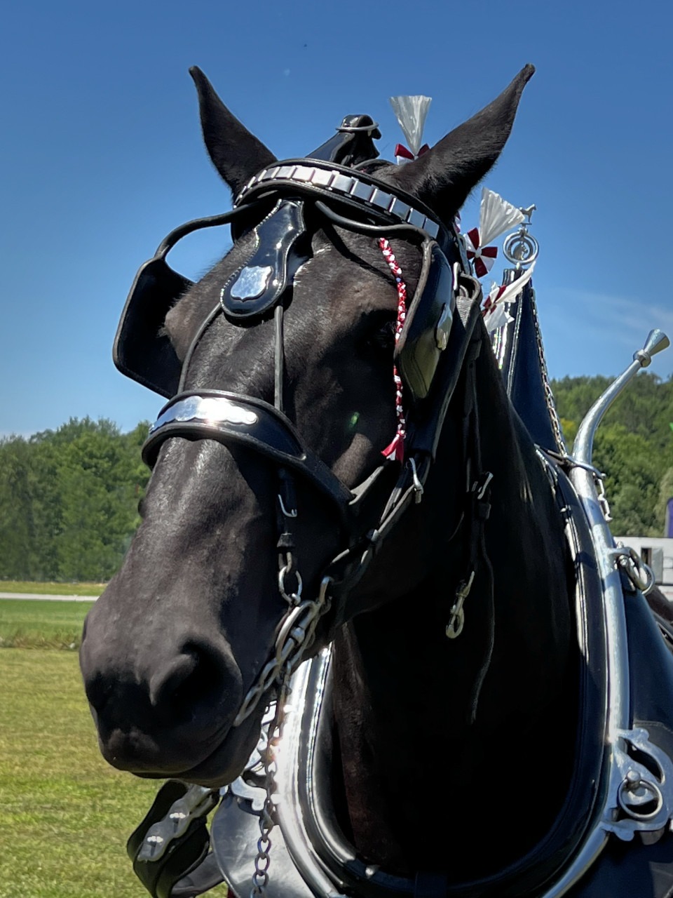 Percheron ready for Horse and Carriage Rides