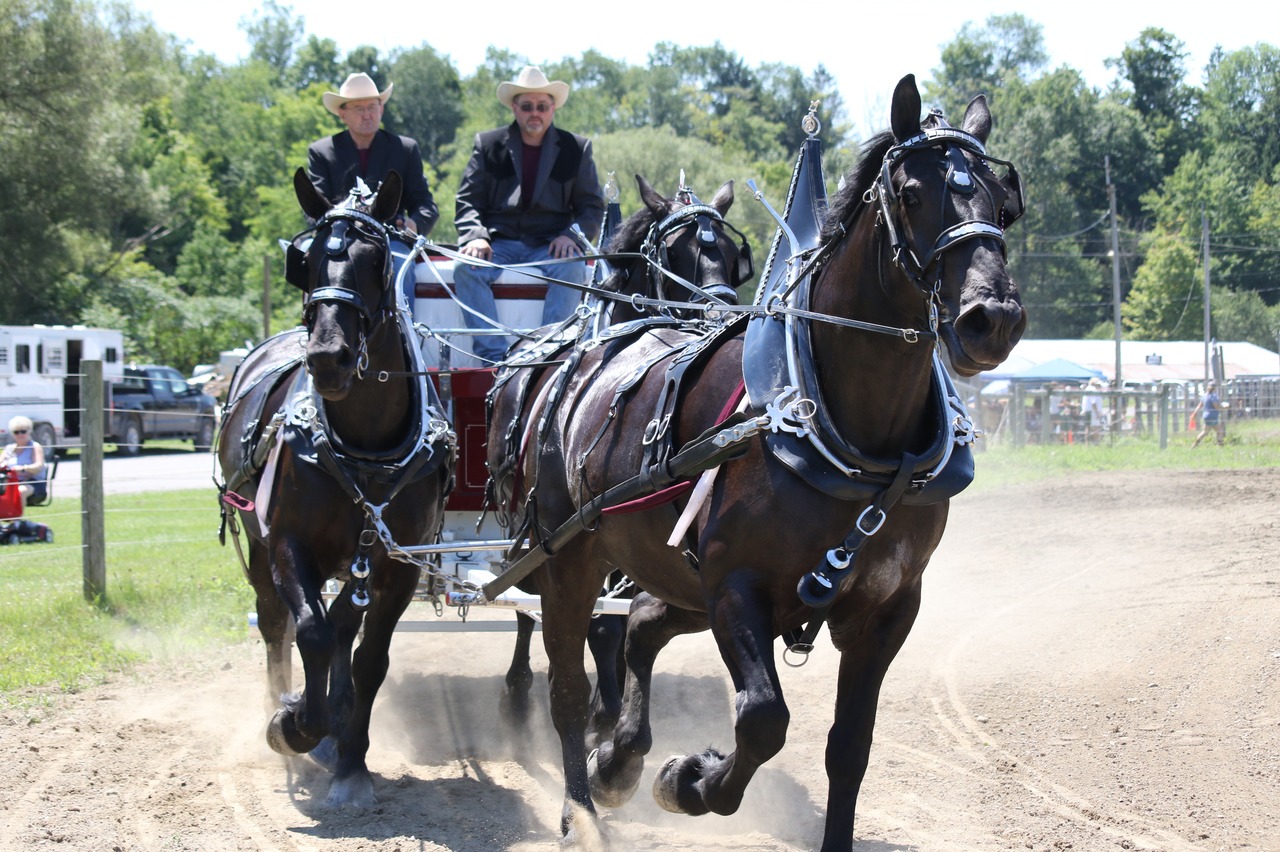 Showing at the Fair